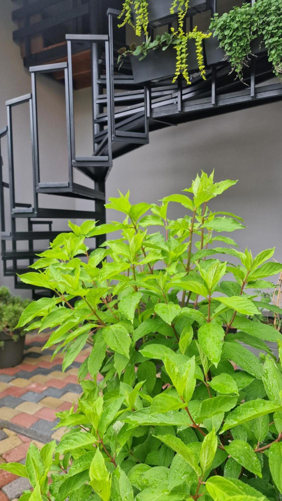 Rasos Vila Palanga Zimmer foto